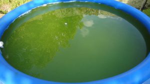 Зеленая вода в бассейне